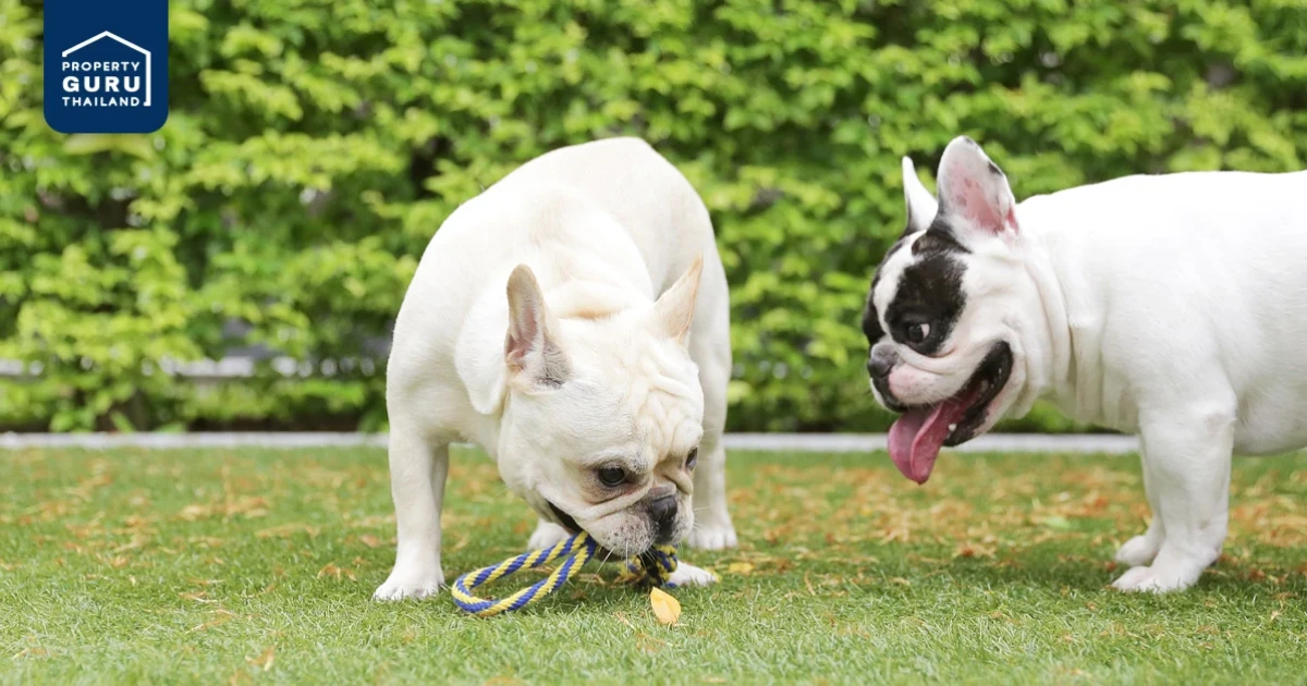 คอนโดที่ตอบโจทย์กระแสเลี้ยงสัตว์คลายเหงาช่วง Work From Home