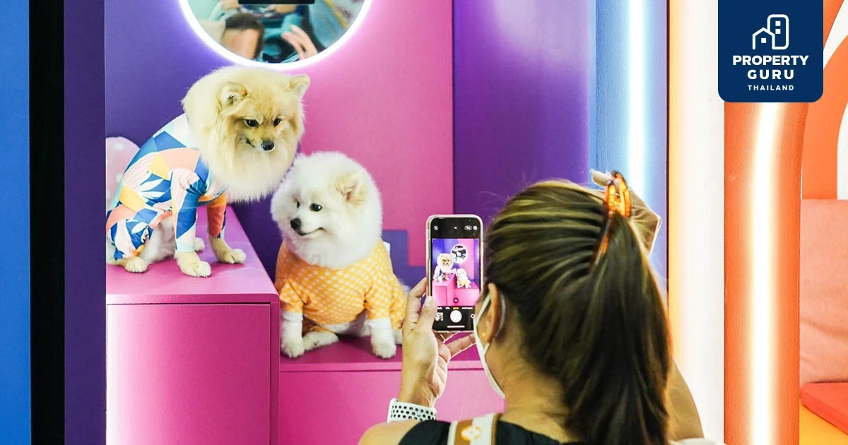“เมเจอร์ ดีเวลลอปเม้นท์” เดินหน้าเจาะไลฟ์สไตล์คนรักสัตว์ครบทุกมิติ ขนความสนุกบุก Pet Expo Thailand 2022 ตอกย้ำผู้นำคอนโดเลี้ยงสัตว์ได้