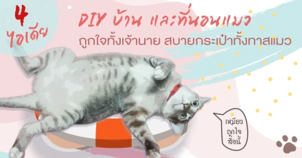 4 ไอเดีย DIY บ้านและที่นอนแมว ถูกใจทั้งเจ้านาย สบายกระเป๋าทั้งทาสแมว