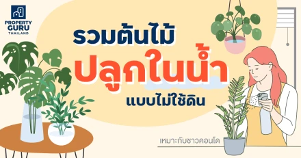 รวมต้นไม้ปลูกในน้ำ แบบไม่ใช้ดิน สำหรับชาวคอนโด