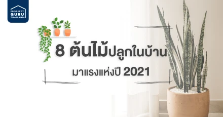 8 ต้นไม้มาแรงแห่งปี 2021 สำหรับปลูกในบ้าน