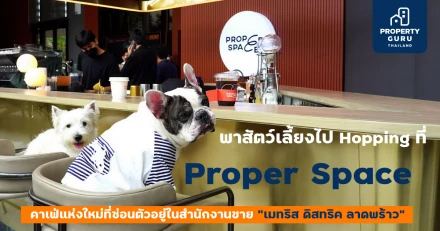 พาสัตว์เลี้ยงไป Hopping ที่ "Proper Space" คาเฟ่แห่งใหม่ที่ซ่อนตัวอยู่ในสำนักงานขาย "เมทริส ดิสทริค ลาดพร้าว"