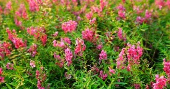 รูปภาพ พฤกษ์ลดา บางพลี (Pruklada Bangplee)