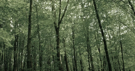 รูปภาพ ชิเซน พัฒนาการ 32 (Shizen Phatthanakan)