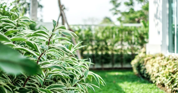 รูปภาพ ปัญจทรัพย์ พาร์ค ปิ่นเกล้า (Panchasarp Park Pinklao)