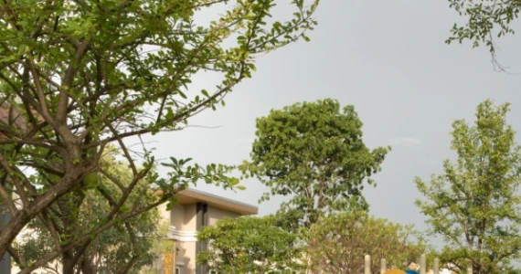 รูปภาพ โกลเด้น นีโอ ชัยพฤกษ์-วงแหวน (Golden Neo)