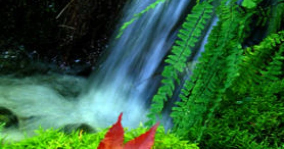 รูปภาพ ภูผาธารา เขาใหญ่ (Phuphatara Khaoyai)