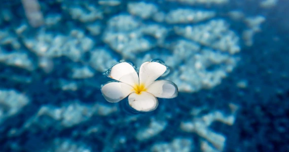 รูปภาพ วิลลาจจิโอ ประชาอุทิศ 90 (Villaggio Prachauthit 90)