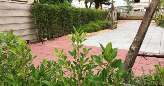 รูปภาพ บิซทาวน์ ปทุมธานี - บางหลวงสายใน (BIZ TOWN Pathumthani - Bangluangasainai)