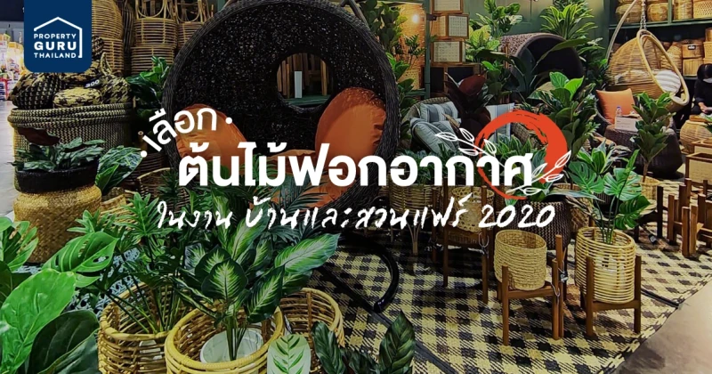 เลือก "ต้นไม้ฟอกอากาศ" ในงานบ้านและสวนแฟร์ 2020 มาไว้ในบ้านกันเถอะ