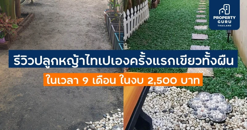 รีวิวปลูกหญ้าไทเปเองครั้งแรกเขียวทั้งผืนในเวลา 9 เดือน ในงบ 2,500 บาท