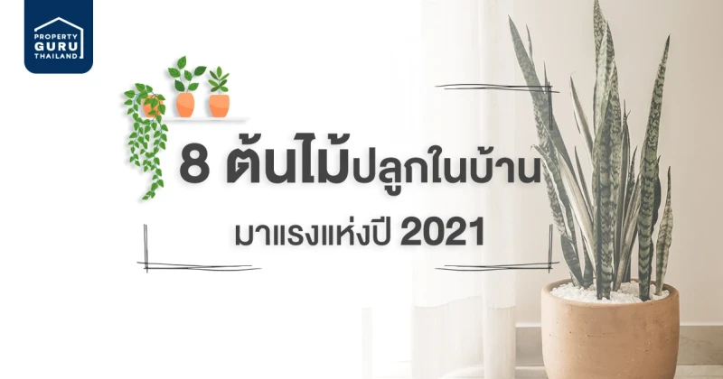 8 ต้นไม้มาแรงแห่งปี 2021 สำหรับปลูกในบ้าน