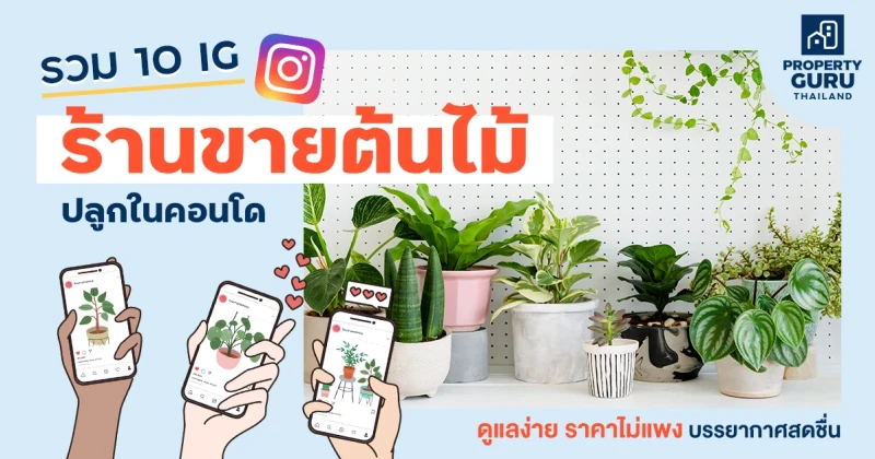 รวม 10 IG ร้านขายต้นไม้ปลูกในคอนโด ดูแลง่าย ราคาไม่แพง บรรยากาศสดชื่น