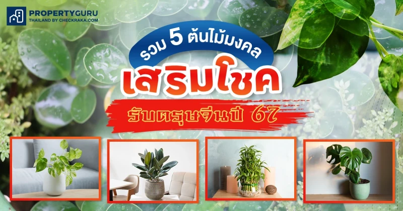 รวม 5 ต้นไม้มงคล ให้คุณรวยทรัพย์ เสริมโชค รับตรุษจีนปี 2567